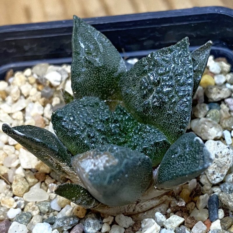 DP27221 Ariocarpus fissuratus 'Godzilla' , seedling