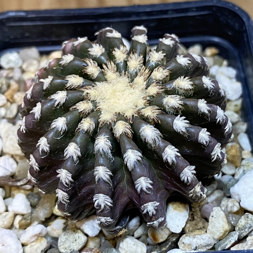 DP27222 Discocactus horstii