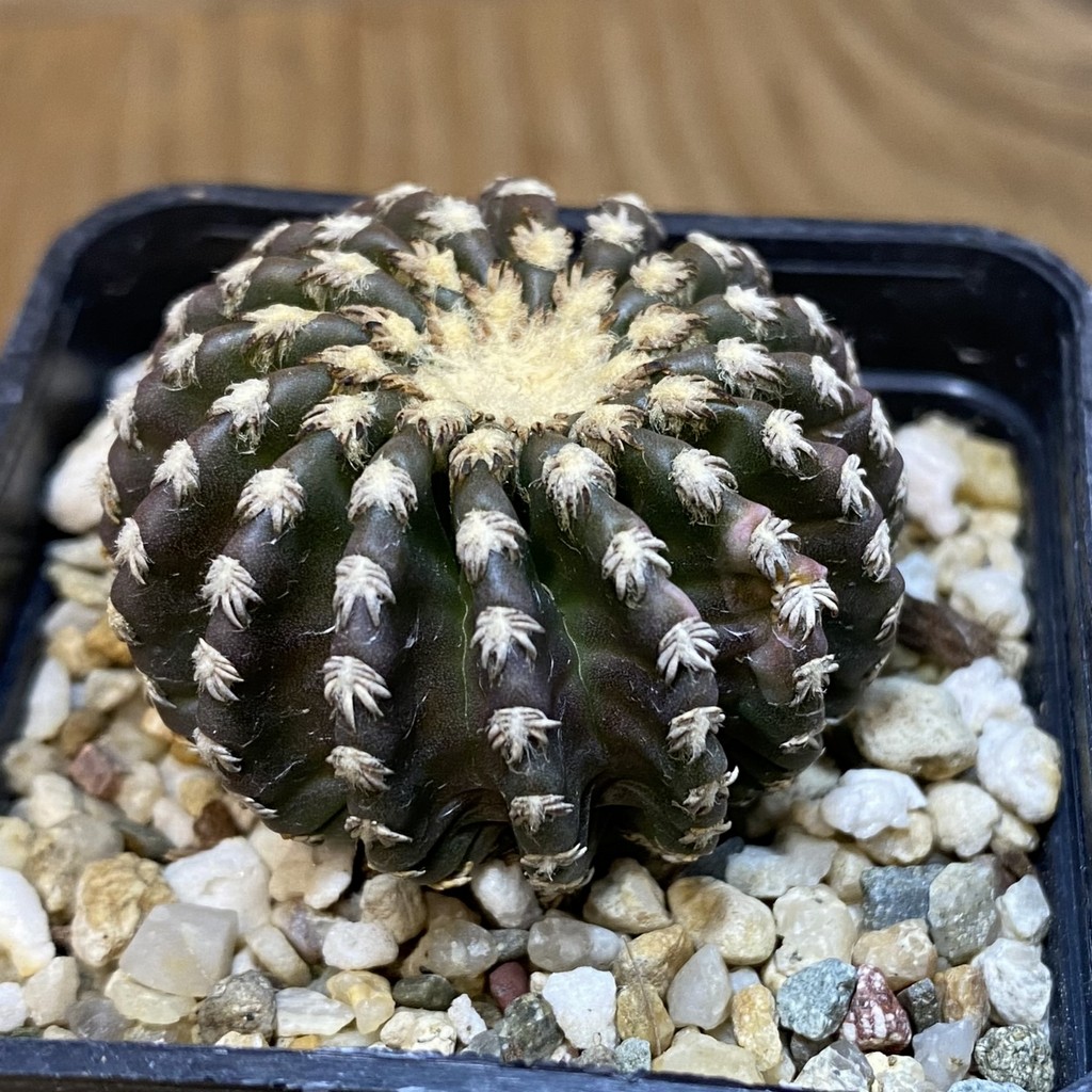 DP27222 Discocactus horstii - Image 2