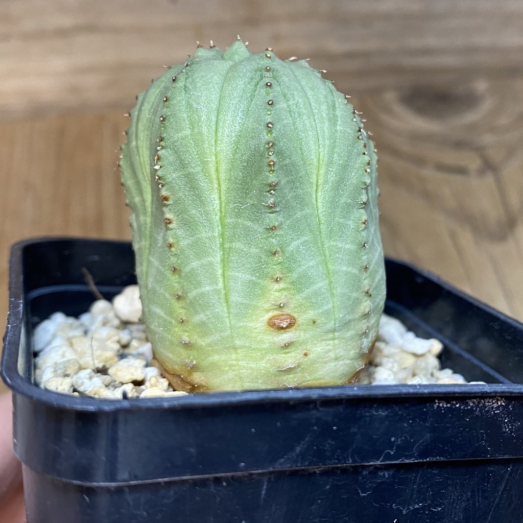 DP27177 Euphorbia obesa - Image 2