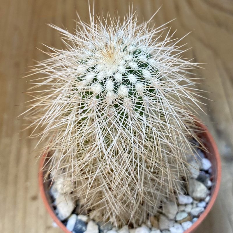 DP27224 Echinocereus baileyi DJF 1327