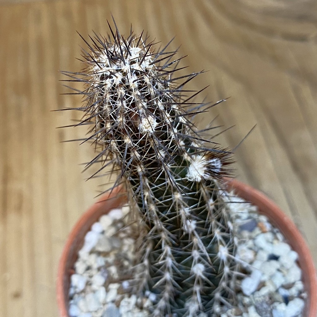 DP27225 Setiechinopsis mirabilis