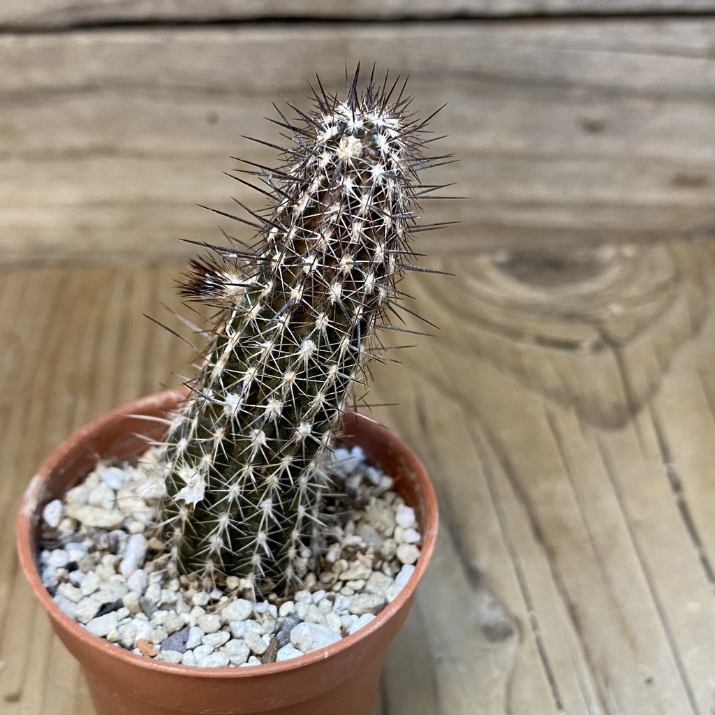 DP27225 Setiechinopsis mirabilis - Image 2