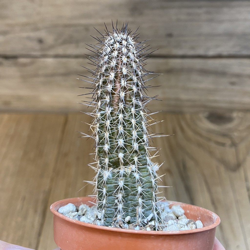 DP27225 Setiechinopsis mirabilis - Image 3