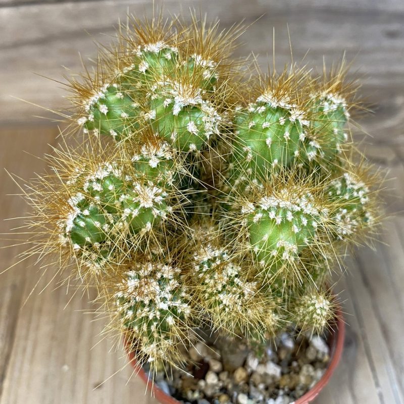 DP27227 Cereus peruvianus f. mostruosa