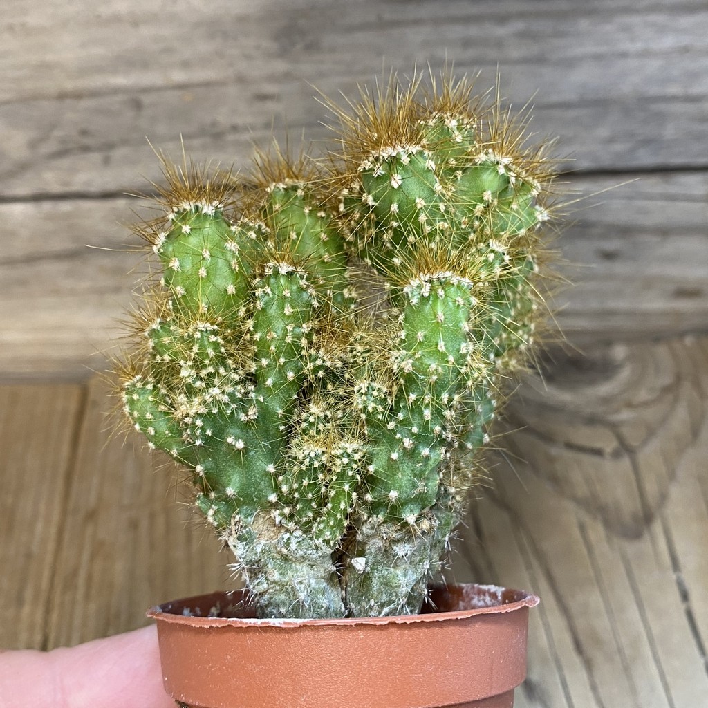DP27227 Cereus peruvianus f. mostruosa - Image 3