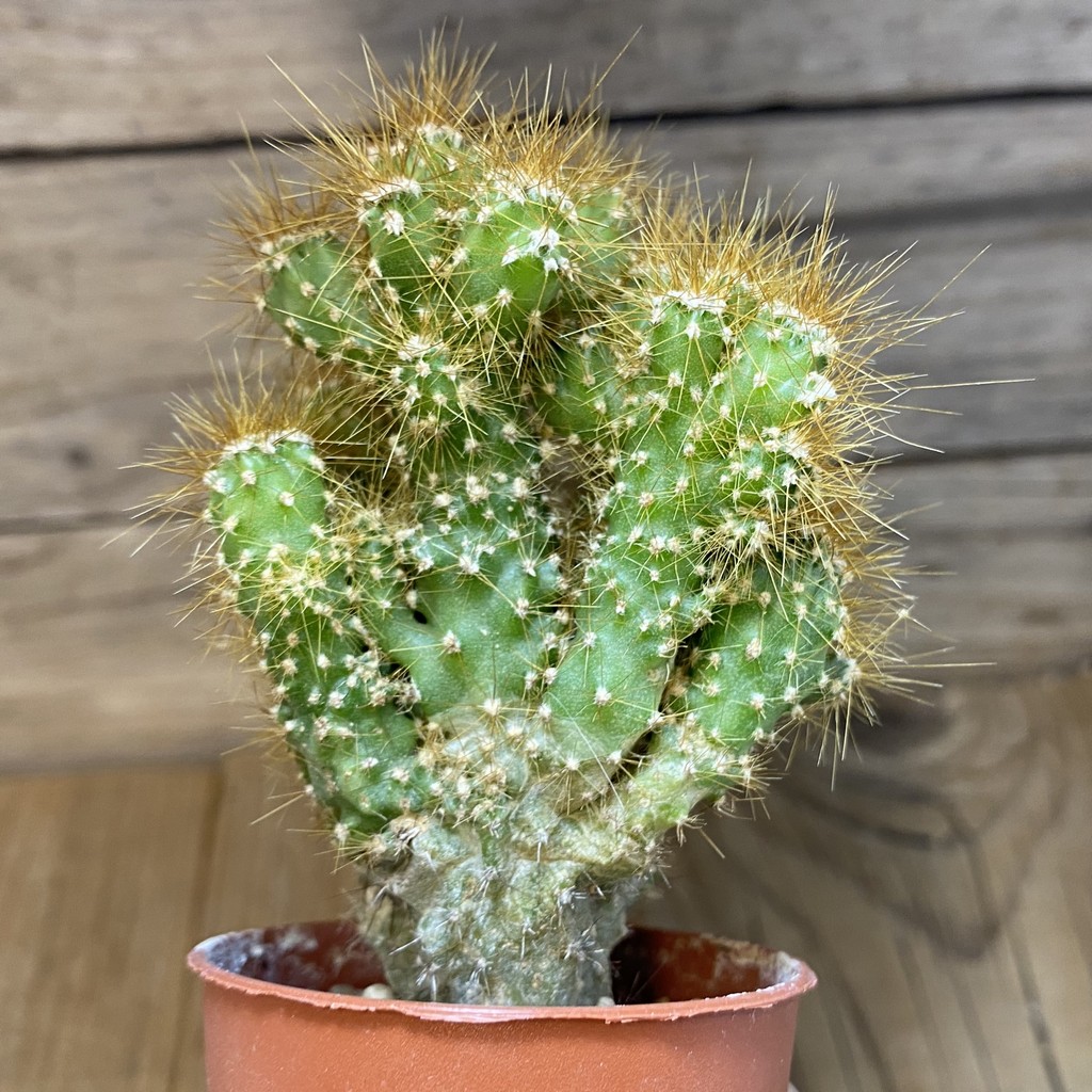 DP27227 Cereus peruvianus f. mostruosa - Image 2