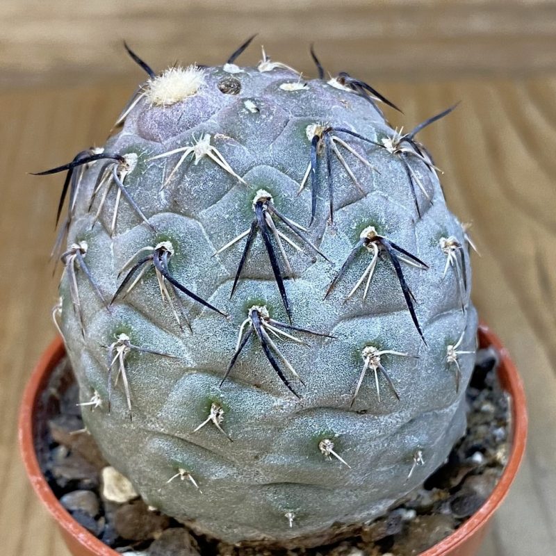 DP27228 Tephrocactus geometricus
