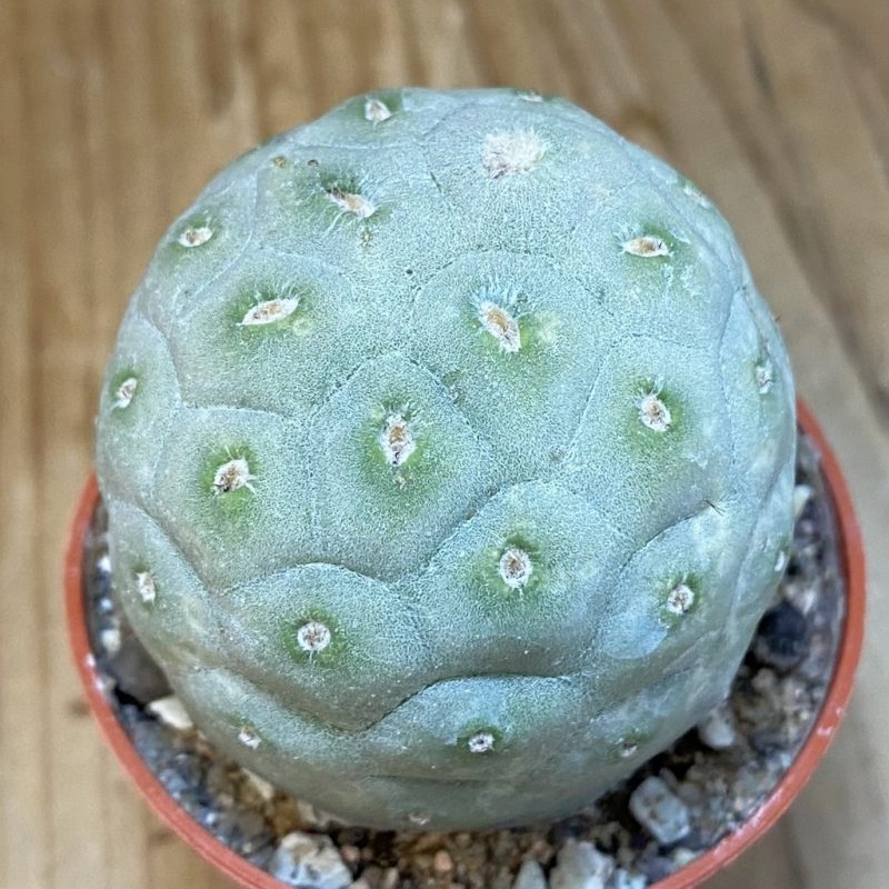 DP27229 Tephrocactus geometricus