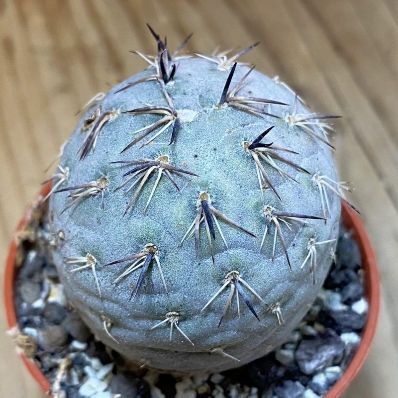 DP27231 Tephrocactus geometricus