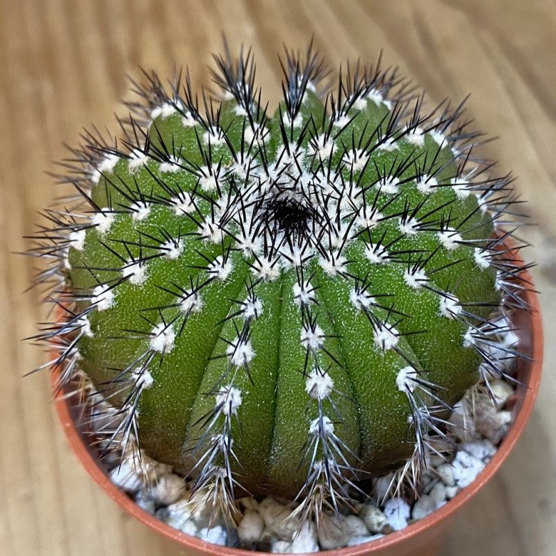 DP27232 Uebelmannia pectinifera