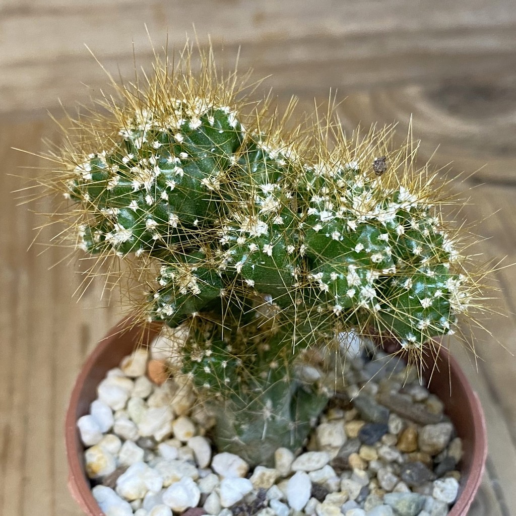 DP27234 Cereus peruvianus f. mostruosa