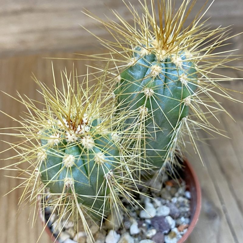 DP27235 Pilosocereus azureus