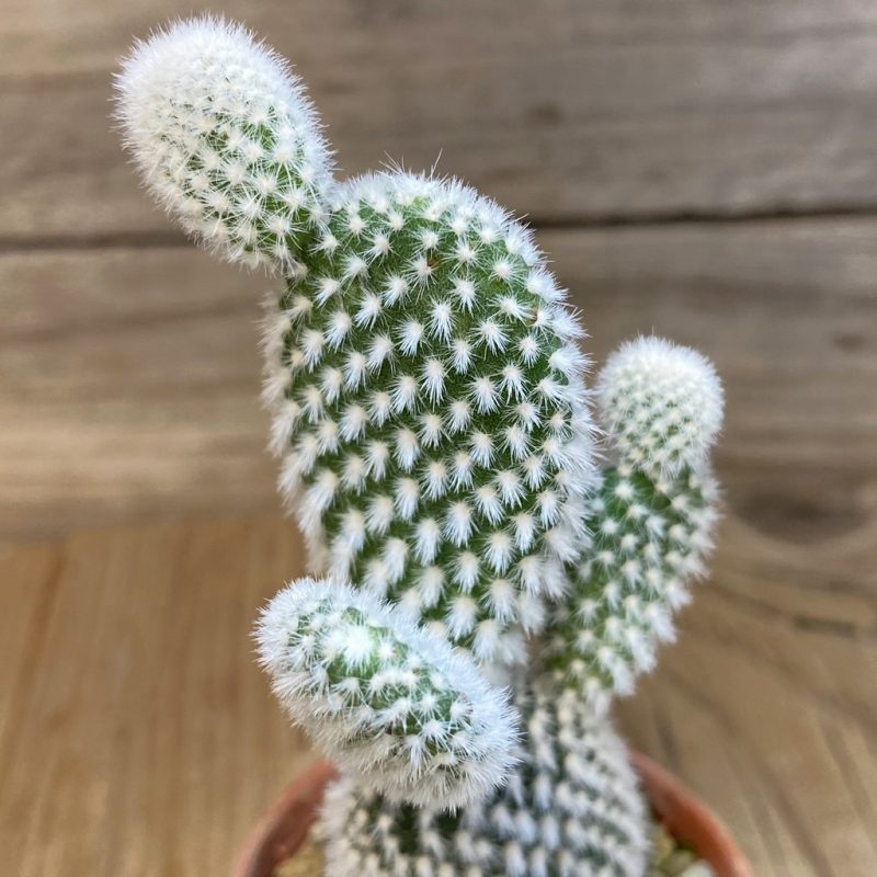 DP27236 Opuntia microdasys 'Albispina'