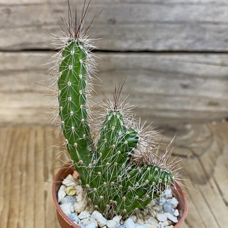 DP27237 Peniocereus serpentinus f. cristata