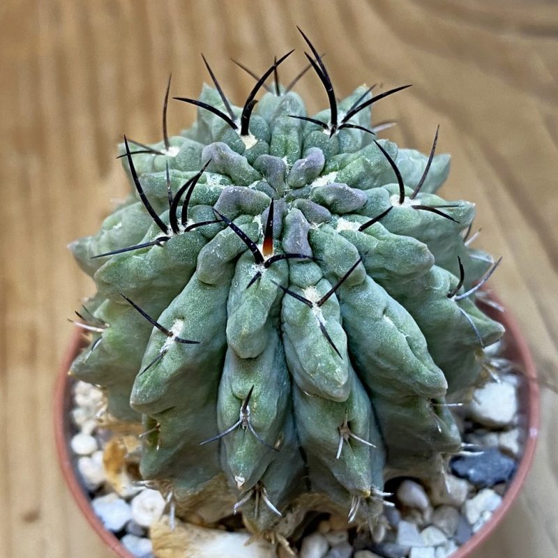 DP27238 Eriosyce paucicostata