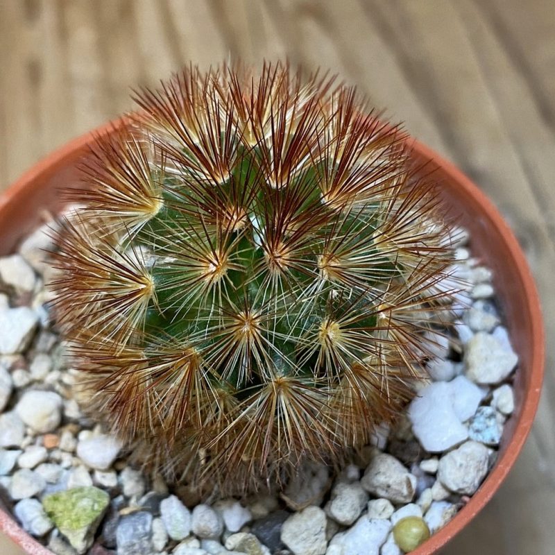 DP27239 Mammillaria carmenae