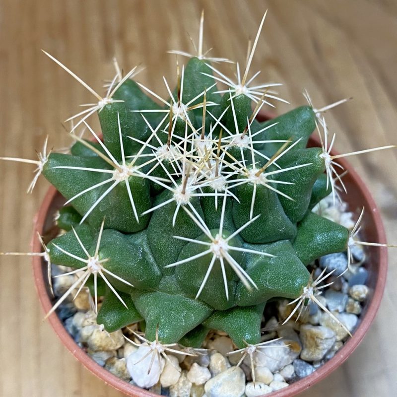 SH27240 Thelocactus conothelos v. flavus