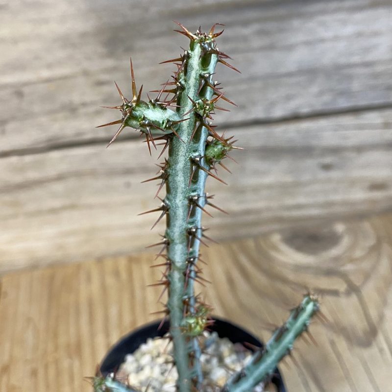 DP27241 Euphorbia aeruginosa