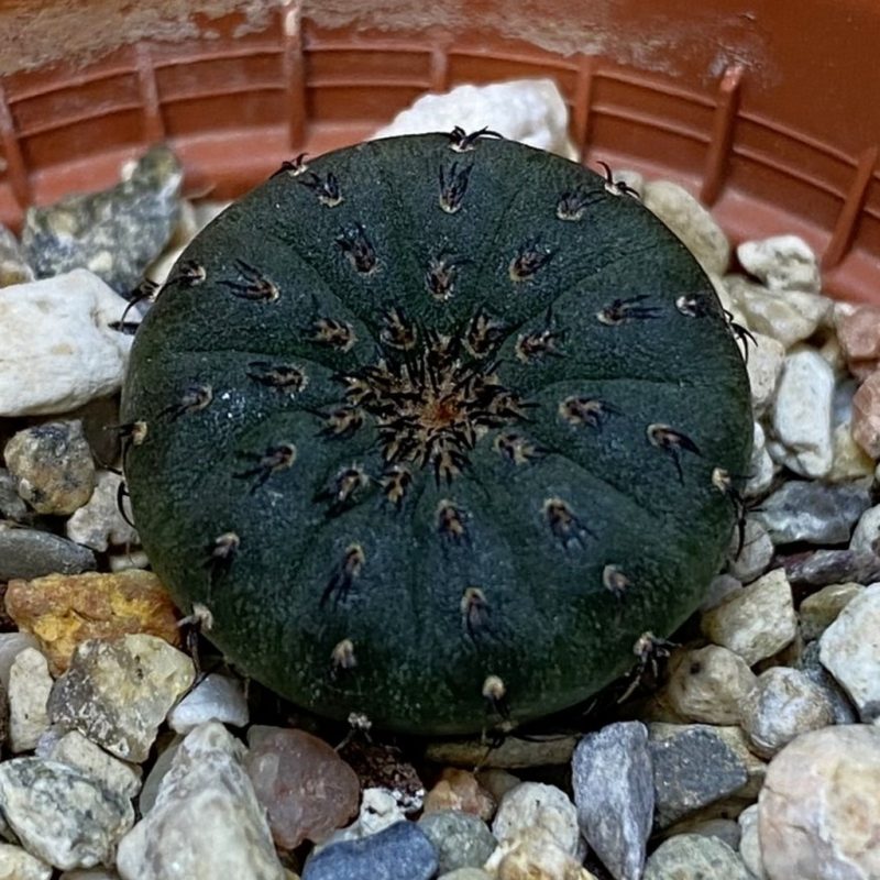 DP27242 Frailea castanea