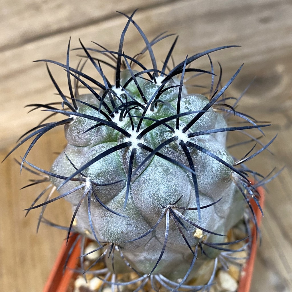 DP27179 Copiapoa corralensis LL389