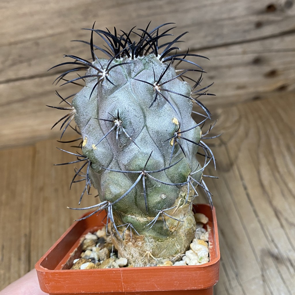 DP27179 Copiapoa corralensis LL389 - Image 4