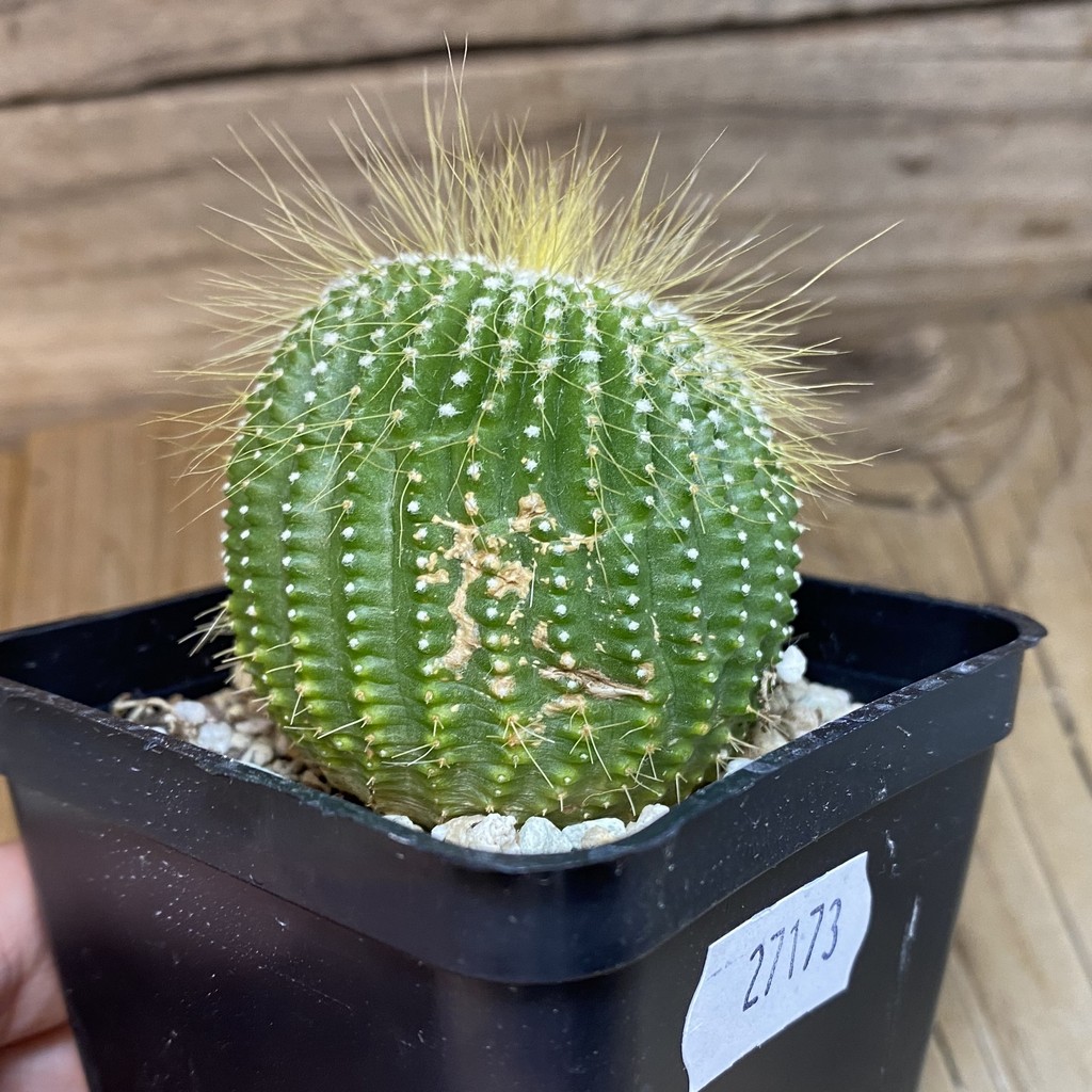 DP27173 Notocactus leninghausii ‘inermis’ - Image 3