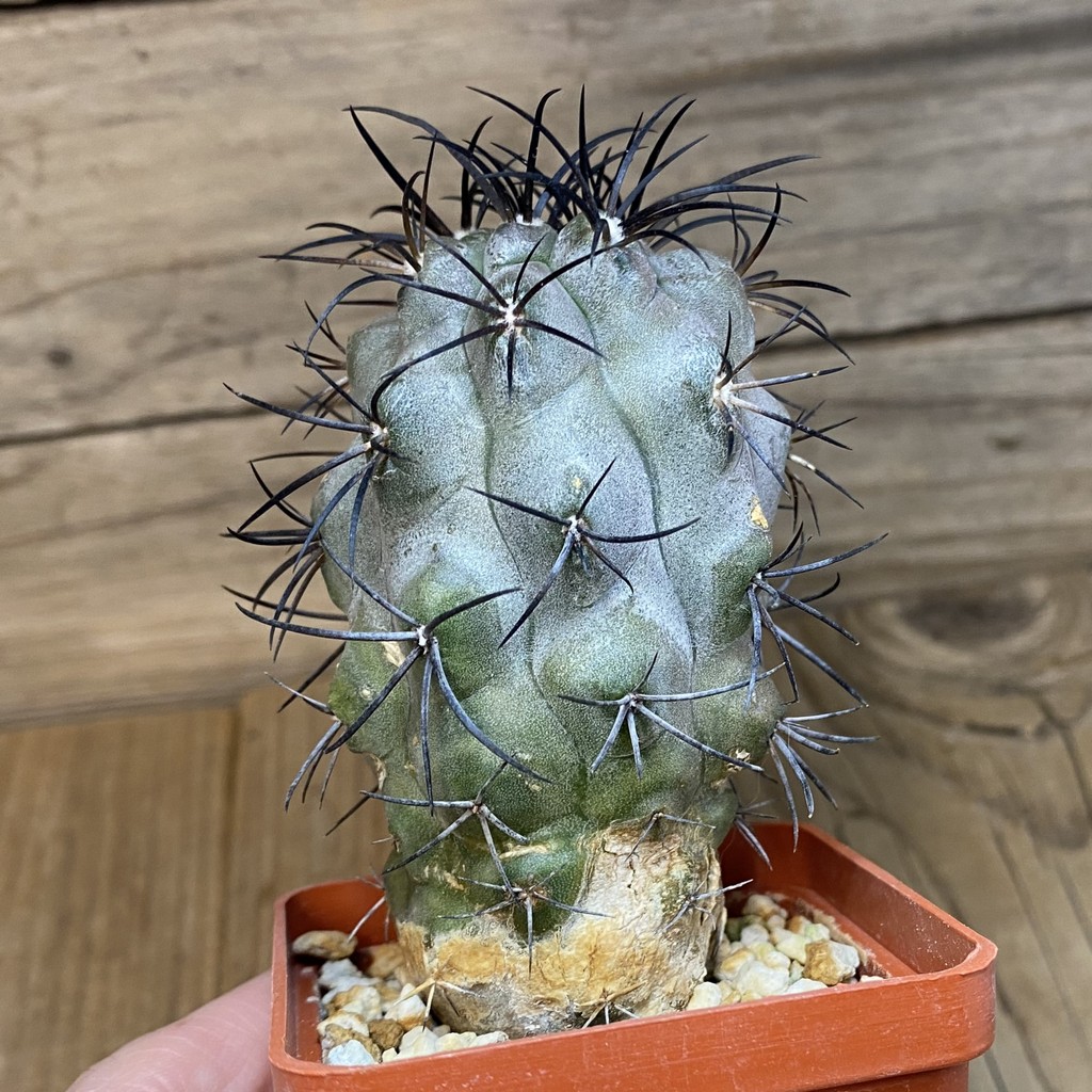 DP27179 Copiapoa corralensis LL389 - Image 3