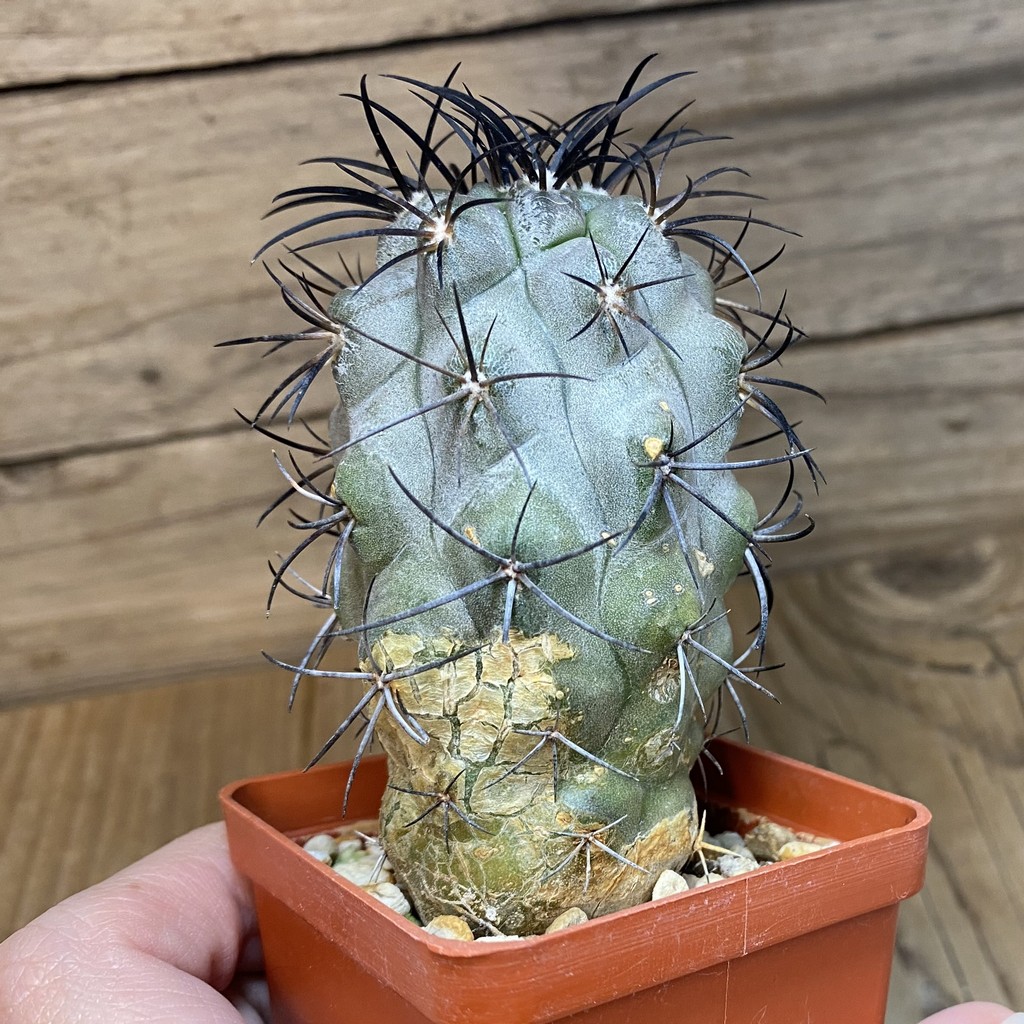 DP27179 Copiapoa corralensis LL389 - Image 2