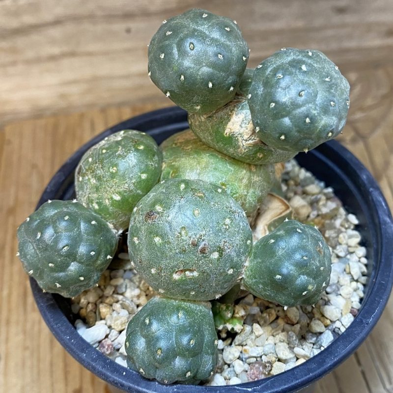 DP27181 Puna bonnieae f. inermis, grafted