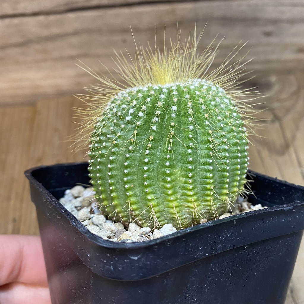 DP27173 Notocactus leninghausii ‘inermis’ - Image 2