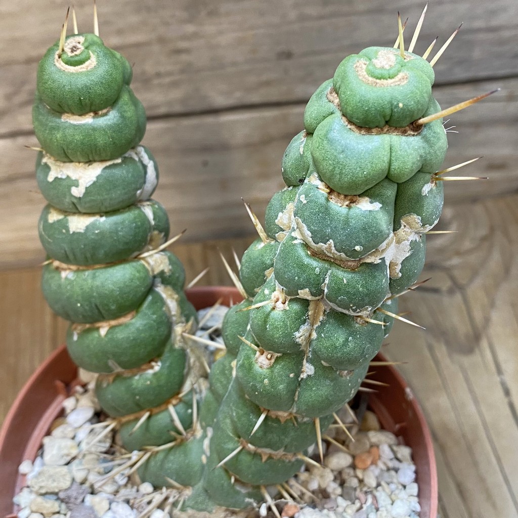 DP27182 Eulychnia castanea ‘Spiralis’