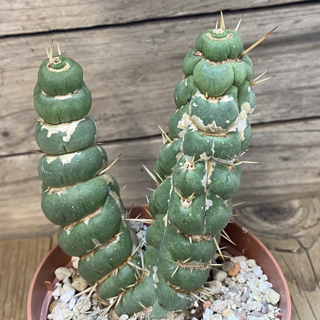 DP27182 Eulychnia castanea ‘Spiralis’ - Image 3