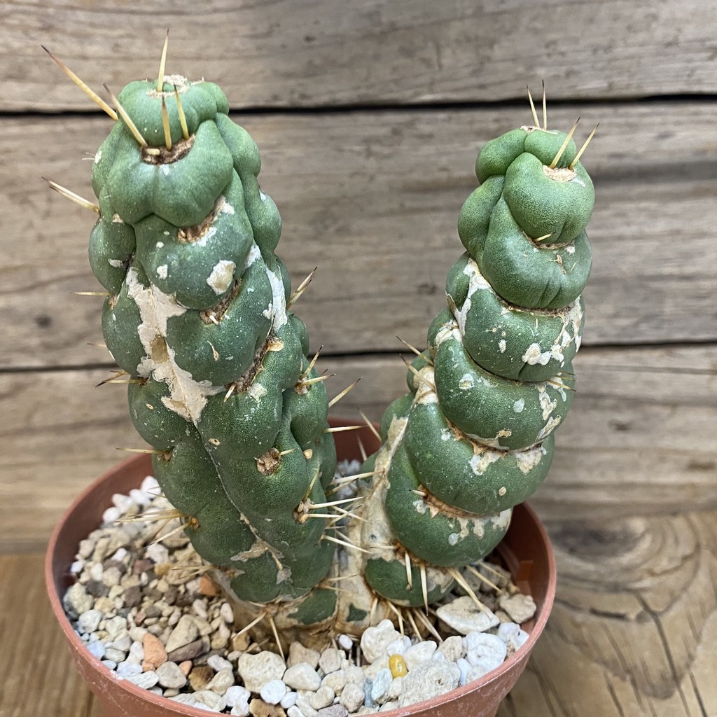 DP27182 Eulychnia castanea ‘Spiralis’ - Image 2