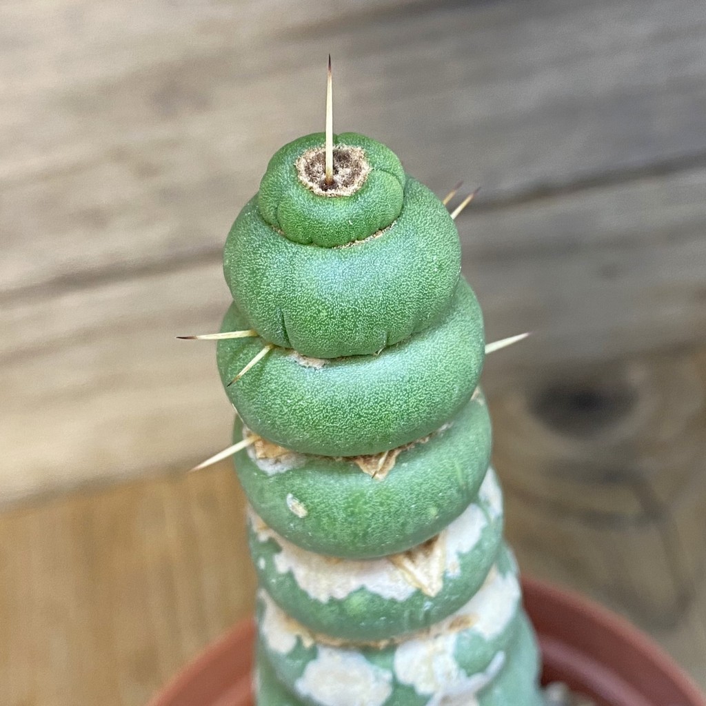 DP27185 Eulychnia castanea ‘Spiralis’