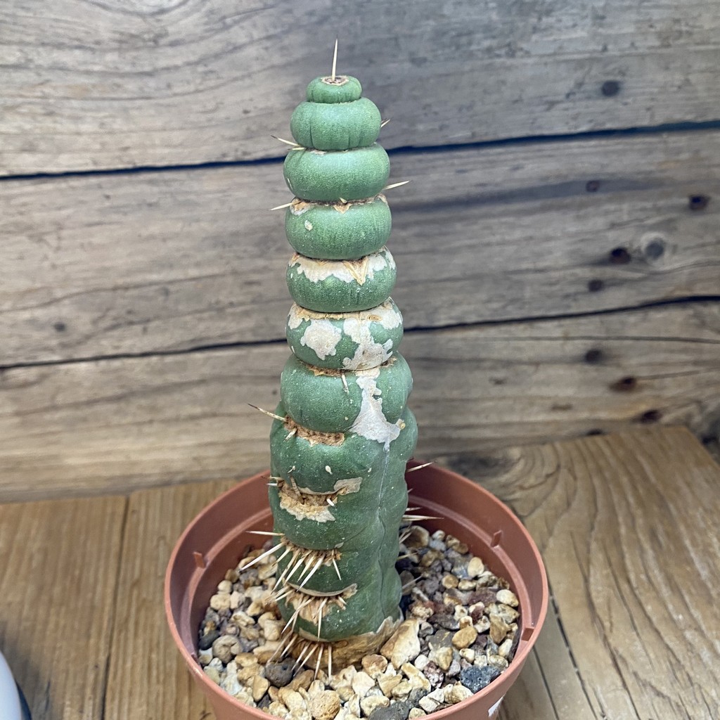 DP27185 Eulychnia castanea ‘Spiralis’ – Image 2