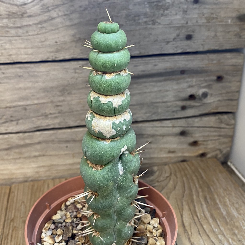 DP27185 Eulychnia castanea ‘Spiralis’ – Image 3