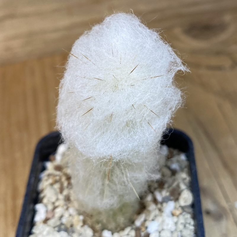 DP27187 Espostoa dybowskii