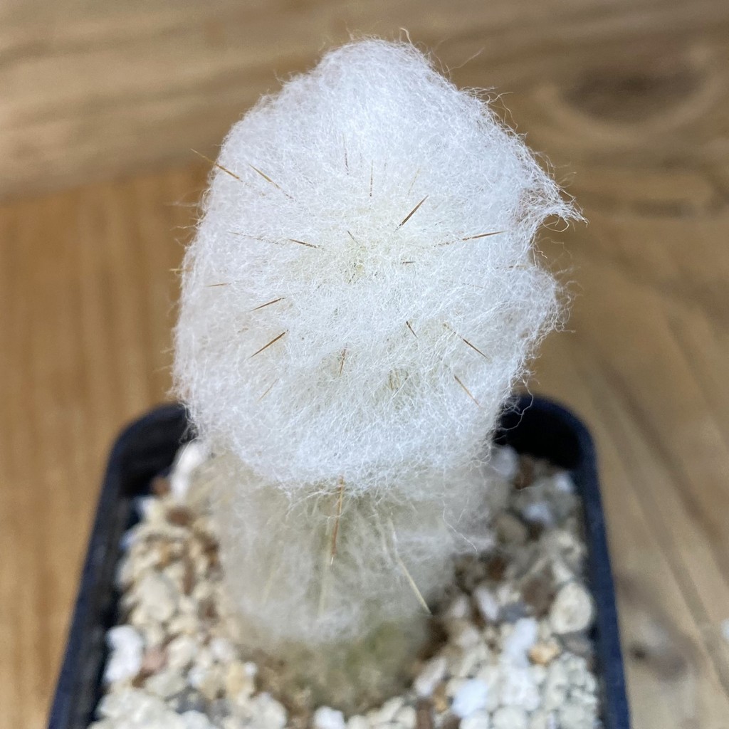 DP27187 Espostoa dybowskii