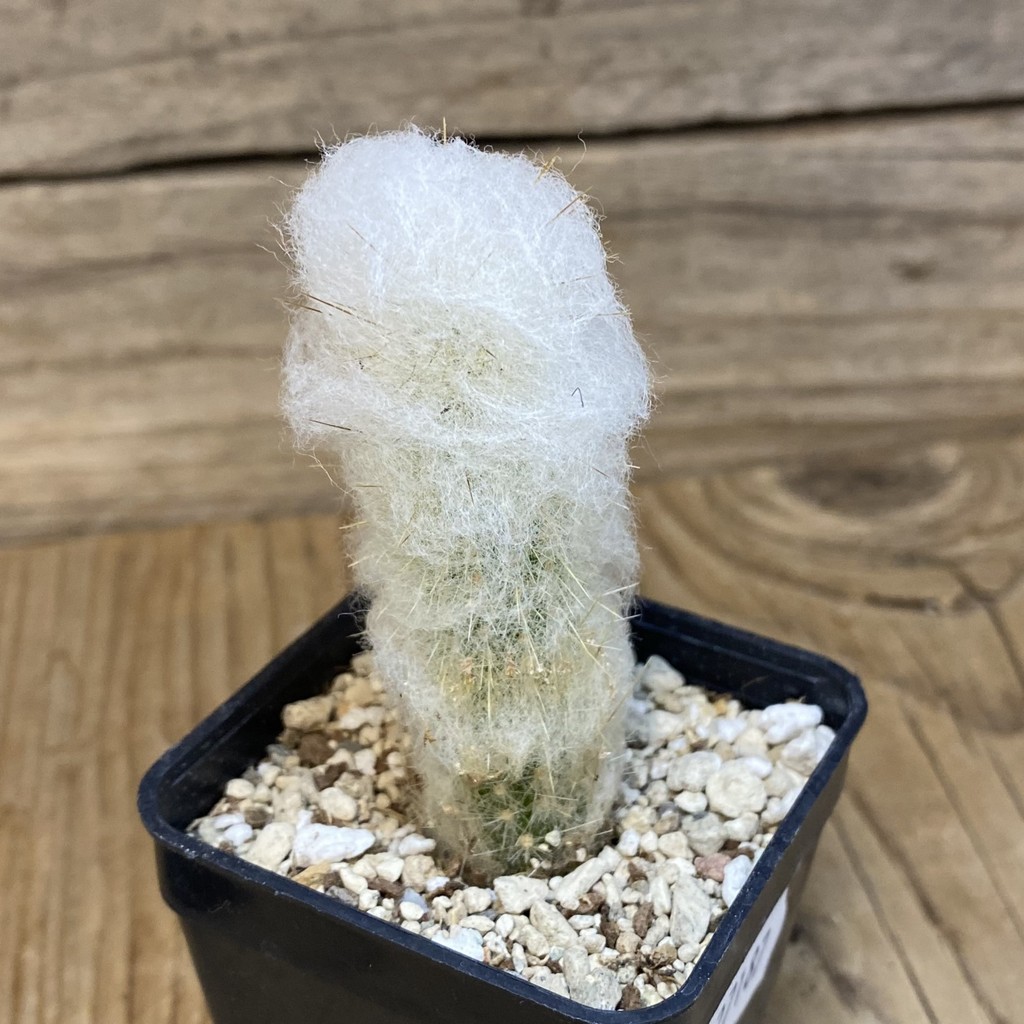 DP27187 Espostoa dybowskii - Зображення 2