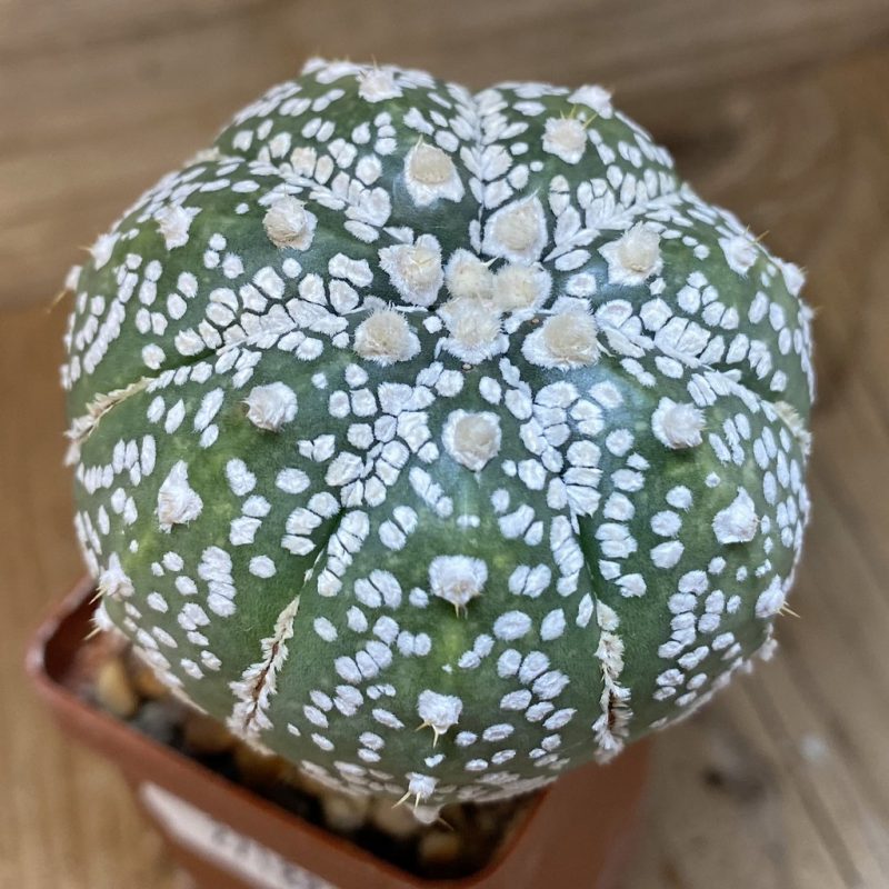 DP27188 Astrophytum asterias ‘Super Kabuto' hybrid, grafted