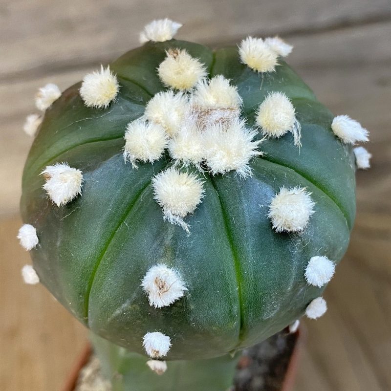 DP27189 Astrophytum asterias ‘Black Body', grafted