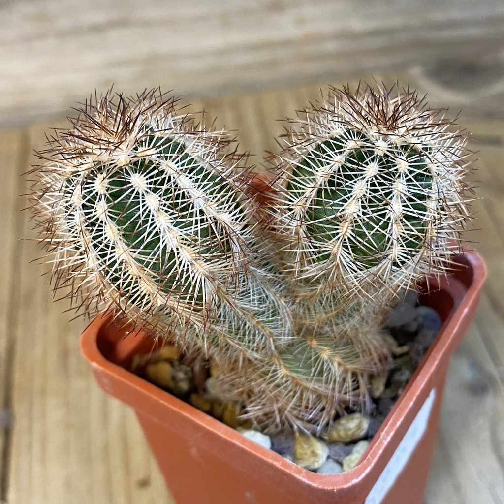 DP27190 Echinocereus reichenbachii - Image 2