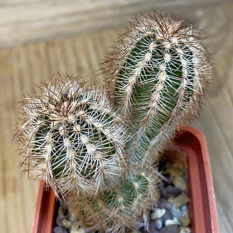 DP27190 Echinocereus reichenbachii