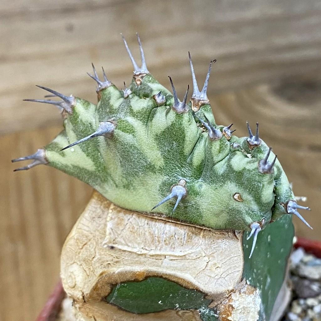 DP27192 Euphorbia horwoodii, grafted