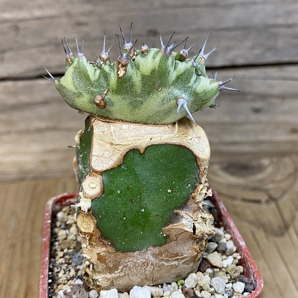 DP27192 Euphorbia horwoodii, grafted - immagine 2