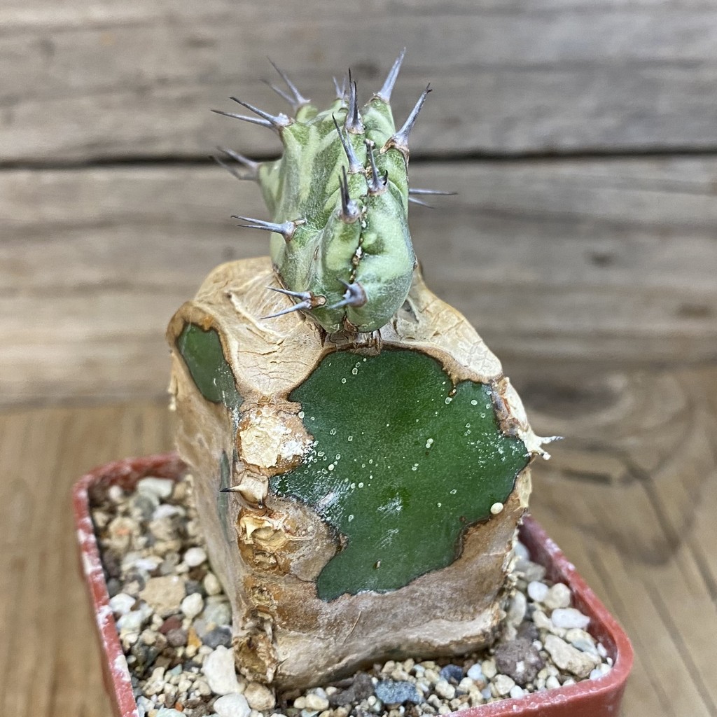 DP27192 Euphorbia horwoodii, grafted - immagine 3