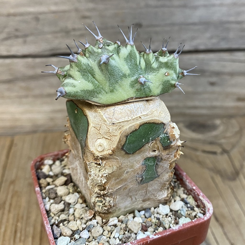 DP27192 Euphorbia horwoodii, grafted - immagine 4