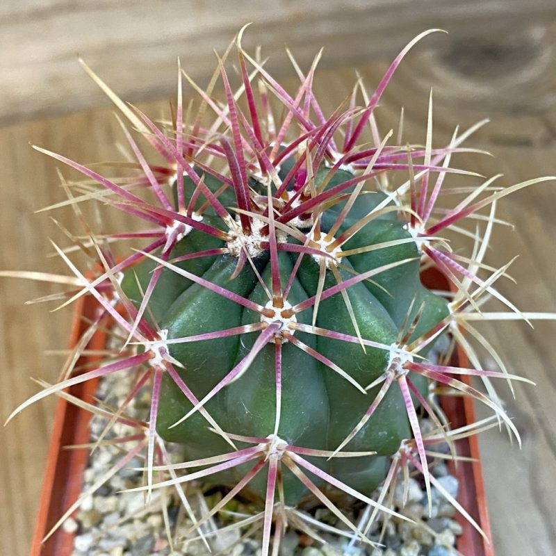 DP27193 Ferocactus gracilis