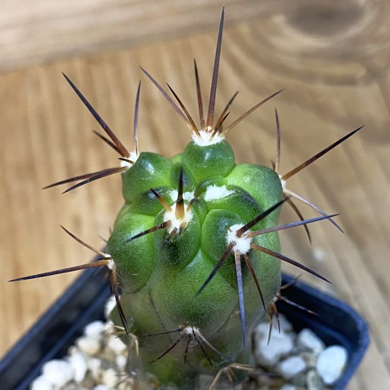 DP27195 Copiapoa alticostata